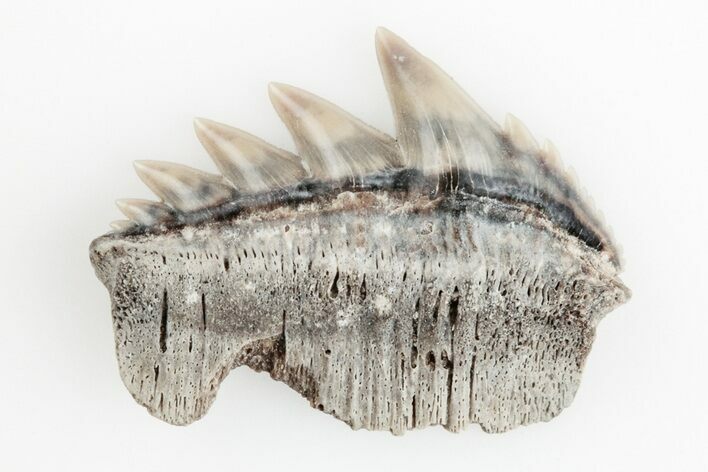 Fossil Cow Shark (Notorhynchus) Tooth - Aurora, NC #184516